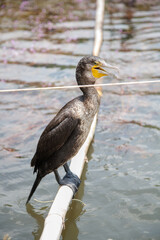 Cormorant bird sitting with open beak, Kerala, India