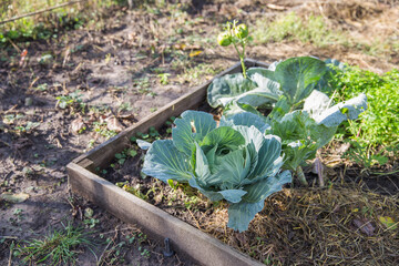 cabbage in the garden