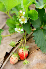 strawberry on a leaves background
