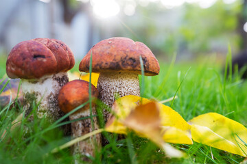 Mushrooms in forest