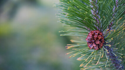 Close-up. A pine cone on a branch of a Swiss Mountain Pine with a blurred green background. The resulting lump.