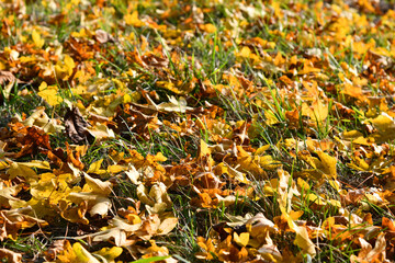 buntes Herbstlaub
