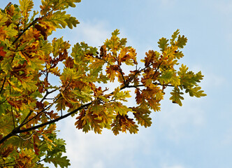 Ast einer Eiche im Herbst