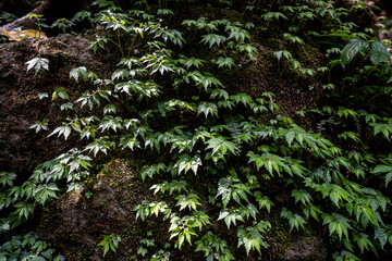 Close up green forest leaves growing on the rock.
