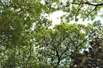Spreading green trees at Dhanmondi lake in Dhaka