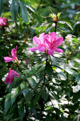back light pink flower in the garden