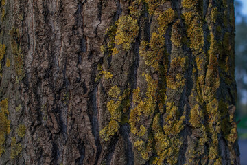 pine tree trunk, textured relief rough bark with yellow moss, lichen