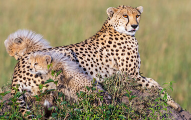 Curious Cheetah cubs with a watchful mother