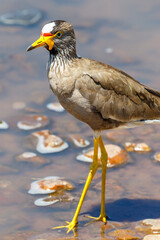 African Wattled lapwing standing in the water at beach in Africa