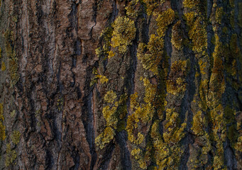 pine tree trunk, textured relief rough red orange bark with yellow moss, lichen