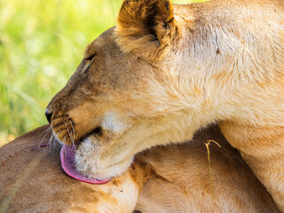 Lioness licking an injury to her leg with her tongue