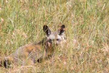 Bat-eared fox in the high grass on the African savanna