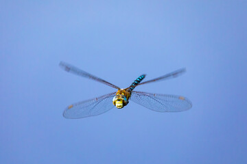 flying dragonfly, Aeshna cyanea, insect on spring pond. Europe, Czech republic wildlife