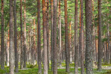 Pine tree trunks in a forest