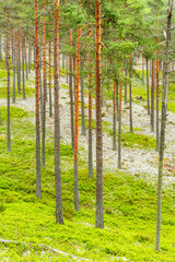 Obraz premium Pine woodland with tree trunks landscape view