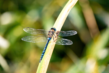 dragonfly, Aeshna cyanea, insect on spring pond. Europe, Czech republic wildlife