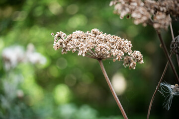 close up of a flower