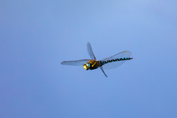 Fototapeta na wymiar flying dragonfly, Aeshna cyanea, insect on spring pond. Europe, Czech republic wildlife