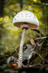 mushroom in the forest