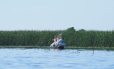 Pelícanos posados en un tronco en las aguas del delta del Danubio en Rumania. Primer plano de unos bonitos ejemplares del gran pelícano blanco (Pelecanus onocrotalus) en una laguna del delta.