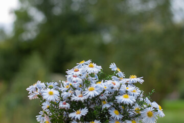 Bouquet of blue chrysanthemums on the background of the garden
