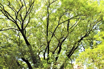 Spreading trees at Dhanmondi lake in Dhaka