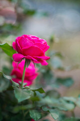 Fototapeta na wymiar Macrophotography. Pink rose Bush in autumn.