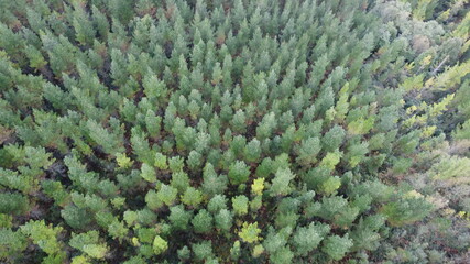 trees seen from above