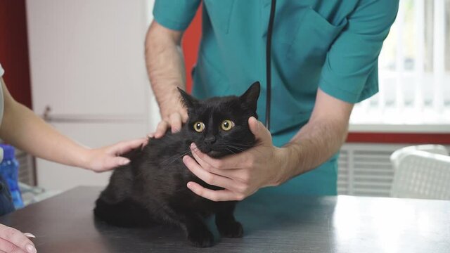 Doctor veterinarian is examining cute cat while his owner is standing nearby, confident doctor inspires confidence.