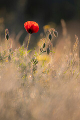 Mohn im Raps
