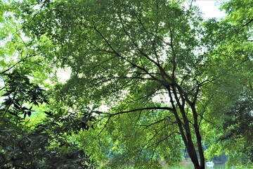 Natural greens at Dhanmondi lake in Dhaka
