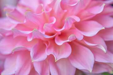 close up of pink flower