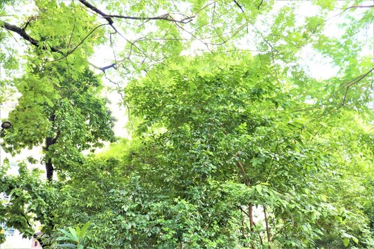 Greens At Dhanmondi Lake In Dhaka