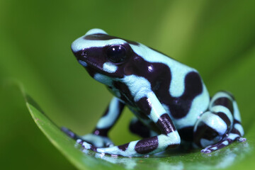 green black dart frog