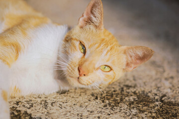 Naklejka na ściany i meble Close up of Adorable yellow kitten cat looking to camera with bright green yellow eyes