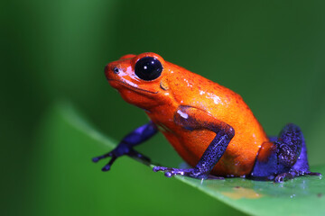 closeup of a blue jeans dart frog