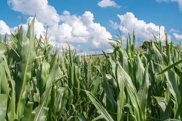 Ein Feld mit jungen Maispflanzen.