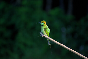Green bee-eater