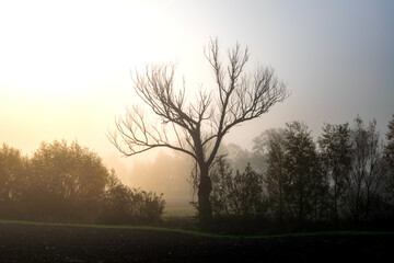 sunrise in the forest
