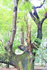 Fototapeta premium Old tree at Dhanmondi lake in Dhaka