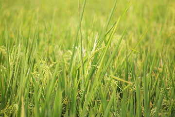 Fototapeta premium Green rice field at sunrise. Rice field approaches the harvest season. 