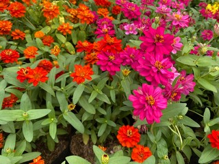 Colorful flowers field in the park. Flower Garden market wallpaper. 