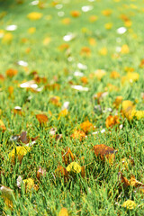 Colorful fallen autumn leaves on green grass field or lawn. Season, nature, autumn card, thanksgiving, fall background concept. Selective focus..