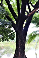Tree at Dhanmondi lake in Dhaka