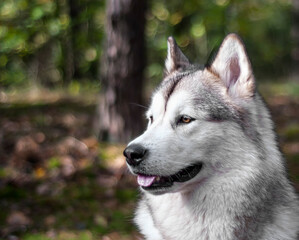 A beautiful Alaskan Malamute dog in a forest on a sunny autumn day.