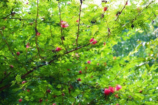 Wild Flowers In Dhanmondi Lake 