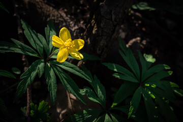 Blooming yellow anemone flowers growing in the shadows of the trees in early spring
