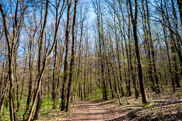 Obraz premium Trees without leaves in a forest in Hungary, Europe, in early spring