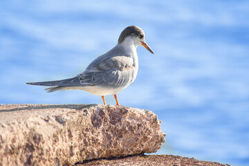 beautiful young seagull (Larus argentatus) standing on a stone by the sea.