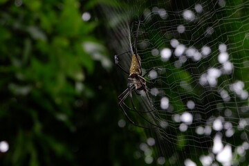 Black spider making webs, black spider on tree, black spider walking.